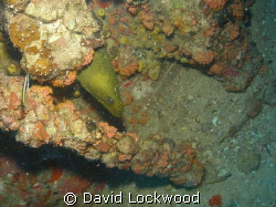 "Peekaboo". Moray eel in a standpipe, USCG Duane, Florida... by David Lockwood 